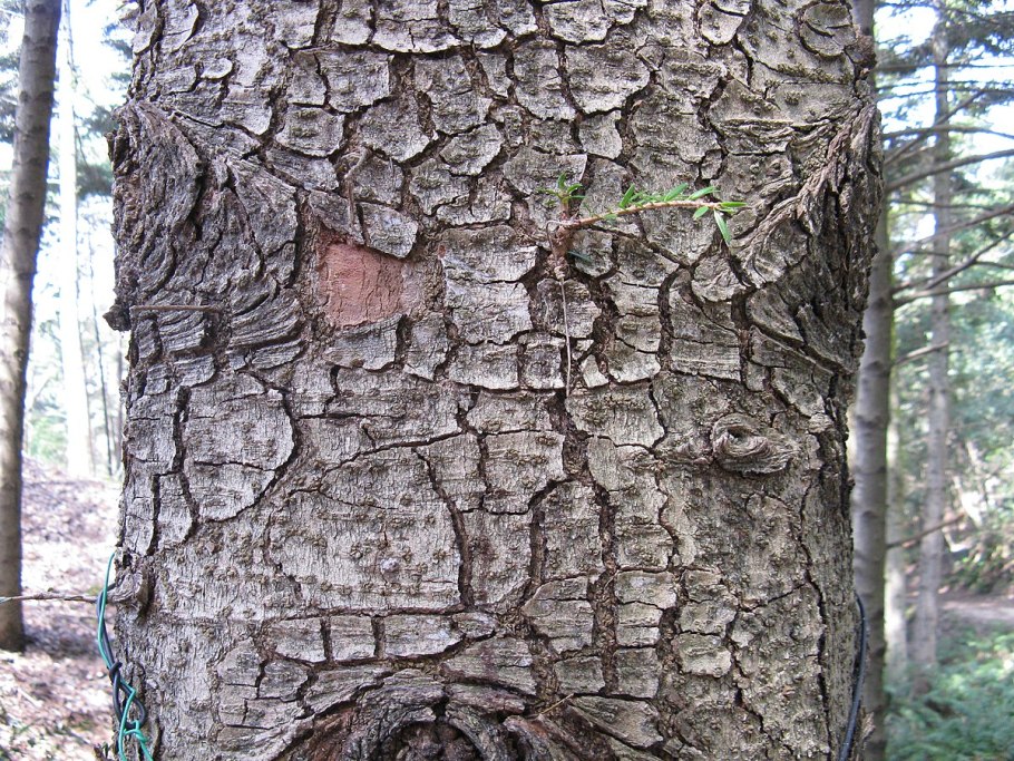 Пихта Сибирская кора