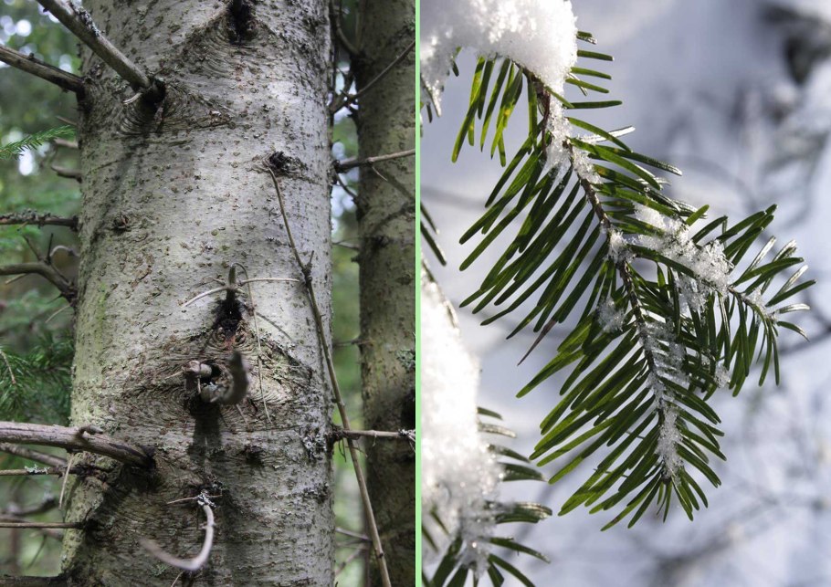 Пихта белая Abies Alba