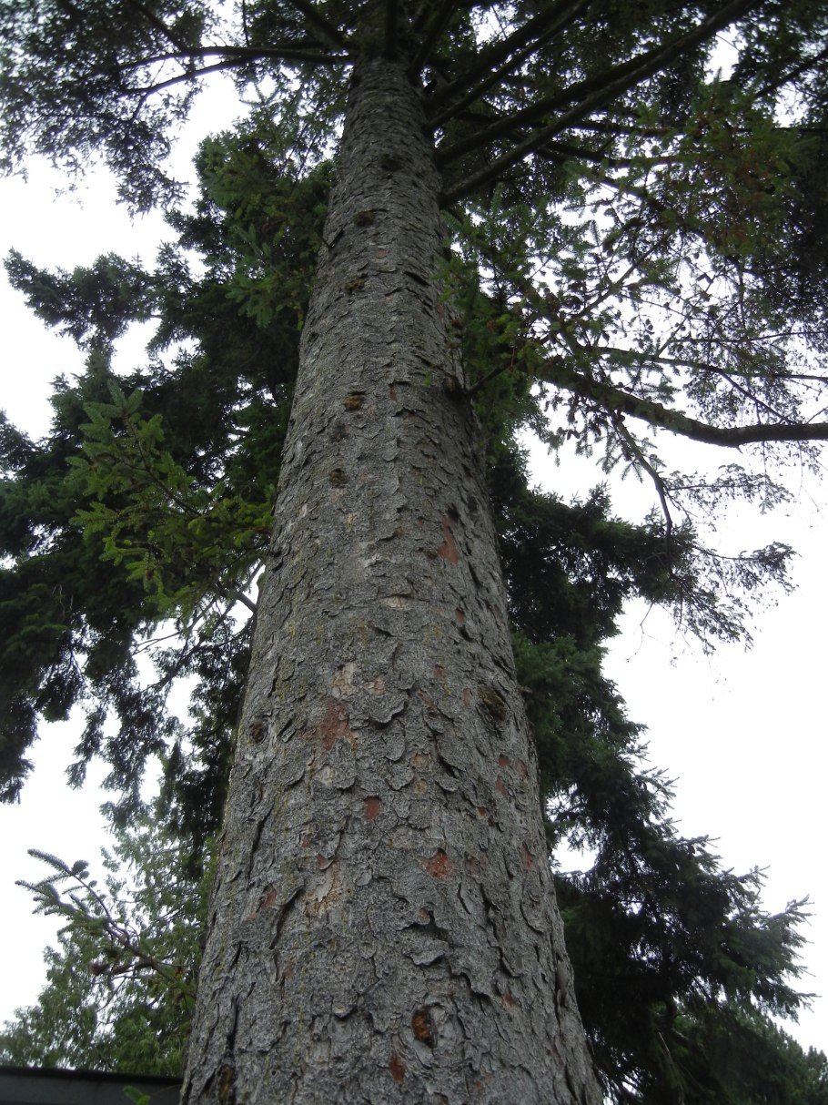 Пихта Кавказская Abies nordmanniana (Steven.)