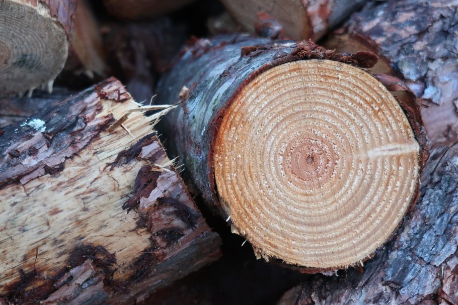 Гниль ядровая заболонная