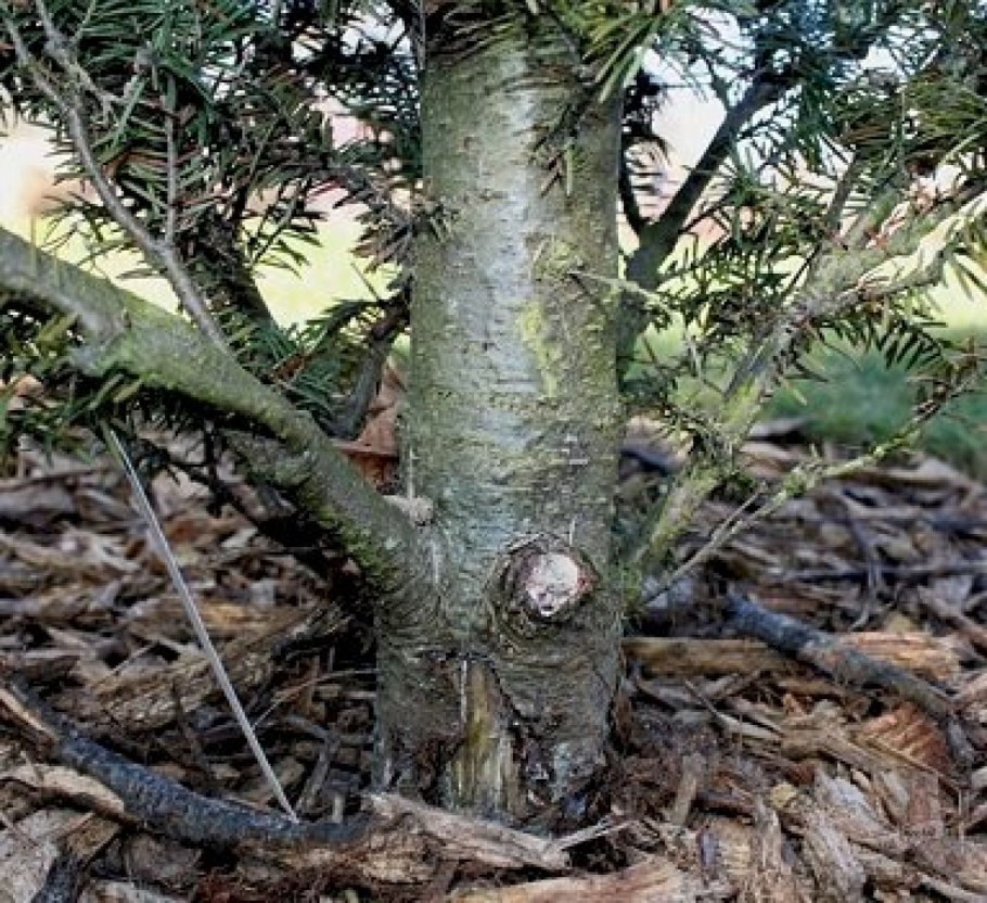 Ствол дерева кора