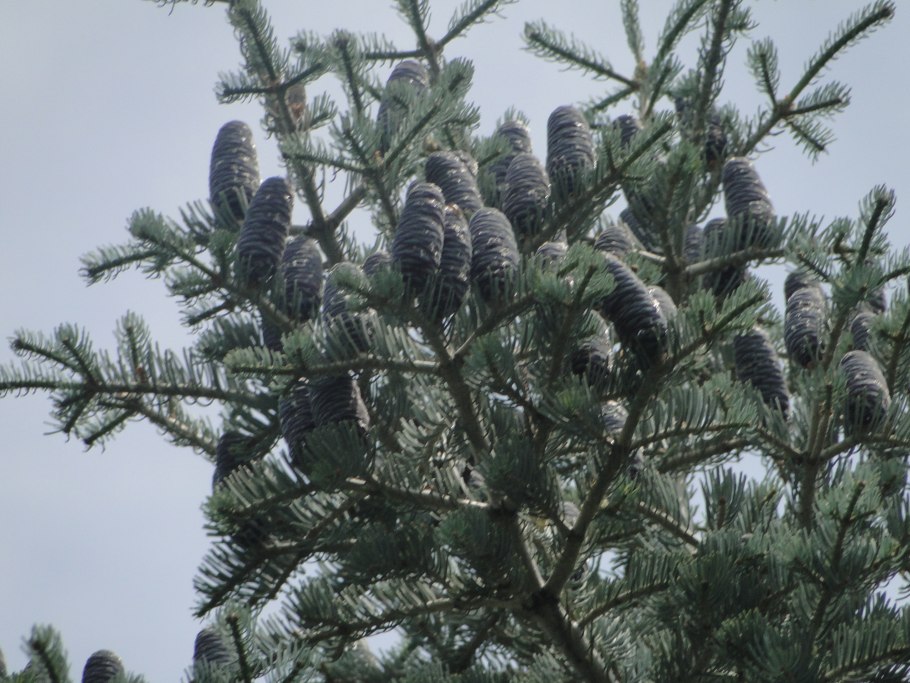 Пихта вича кора