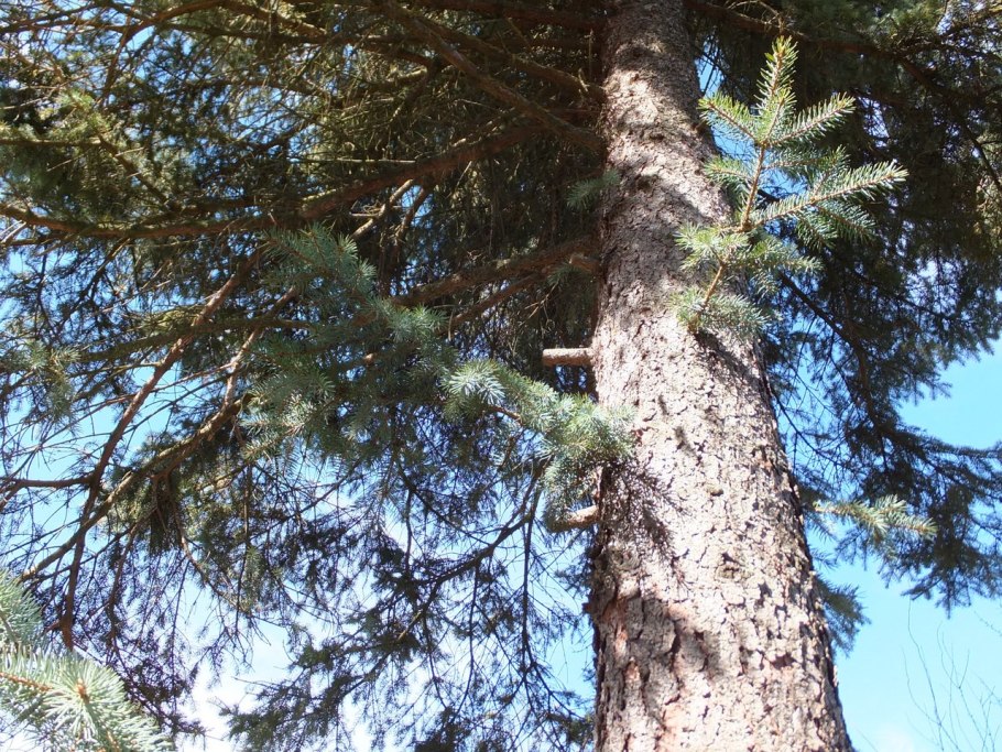 Пихта корейская Дискус