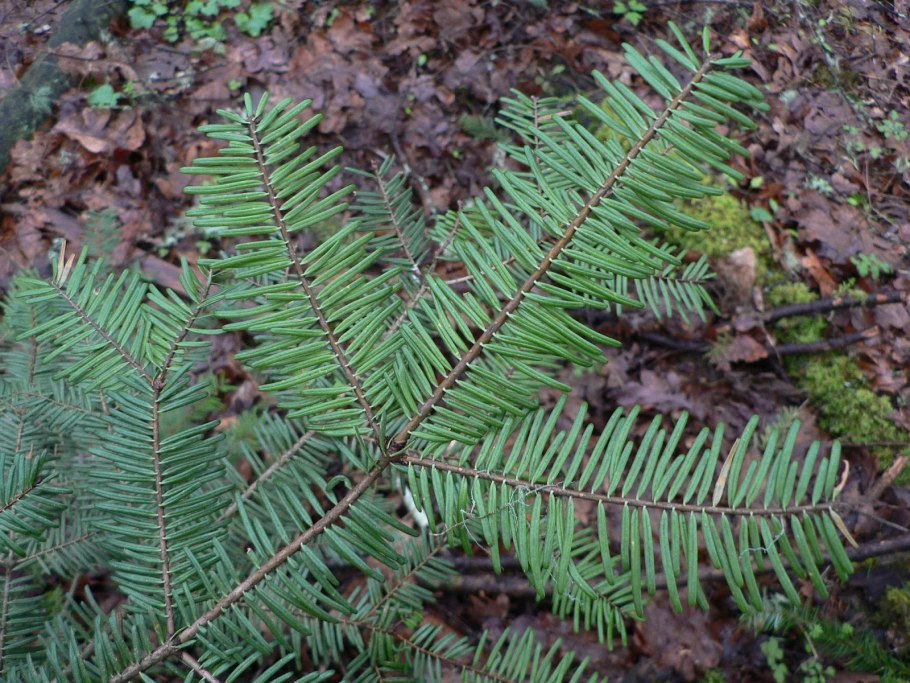 Пихта бальзамическая Сибирская
