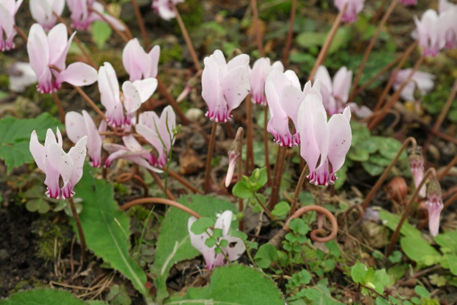 Цикламен hederifolium