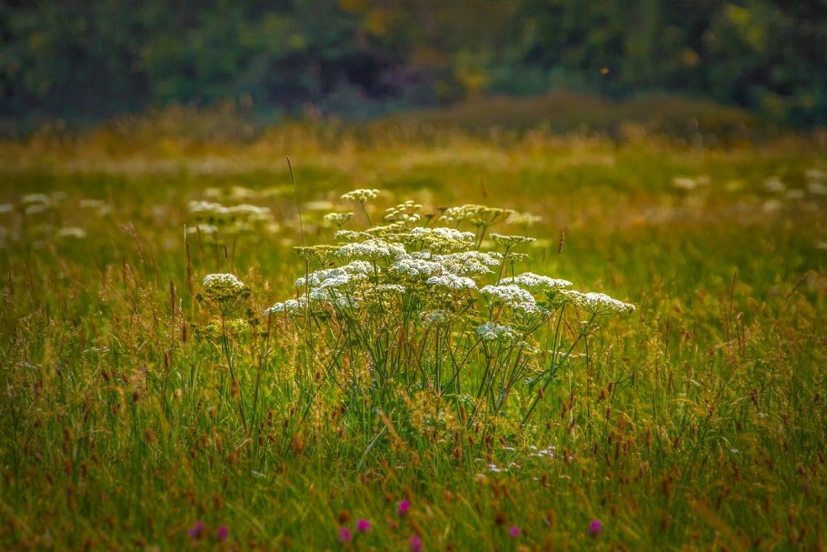 Дикие растения трава