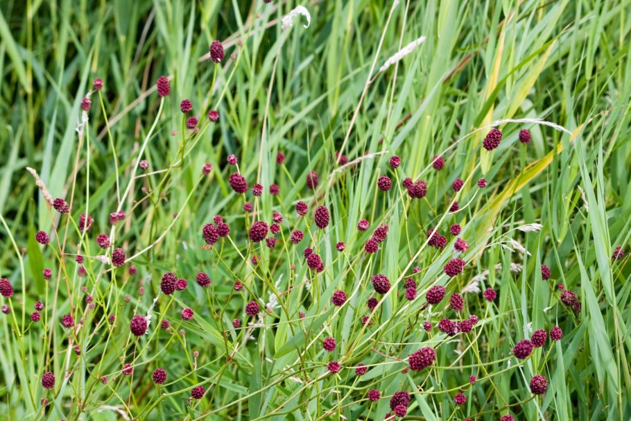 Дикорастущие травы