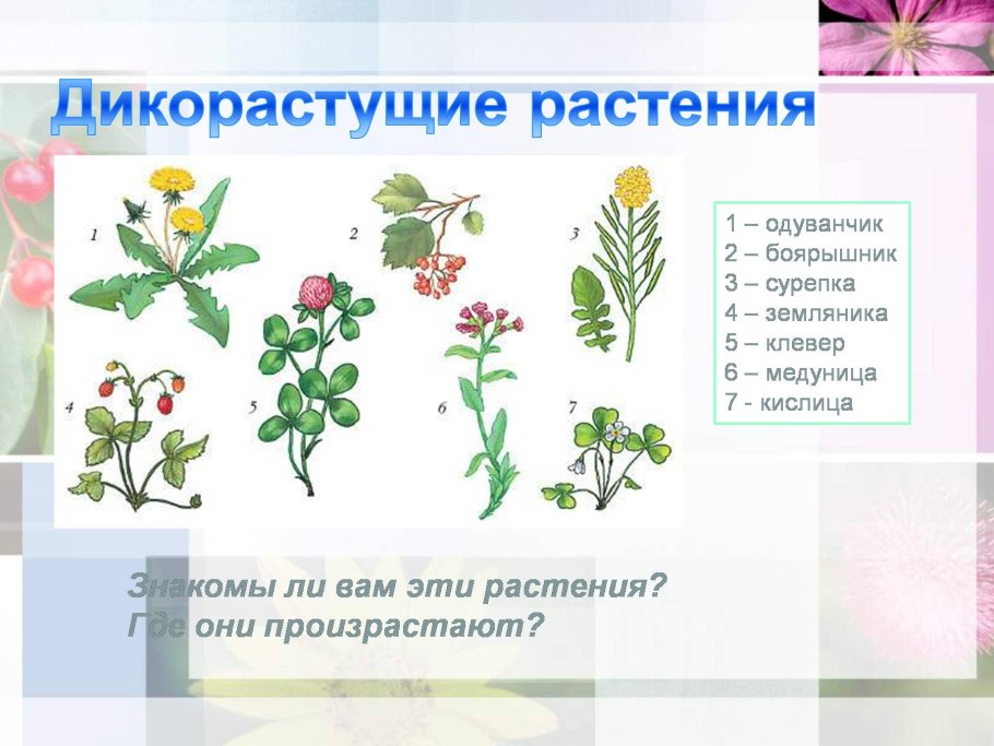 Дикорастущие растения 6 класс