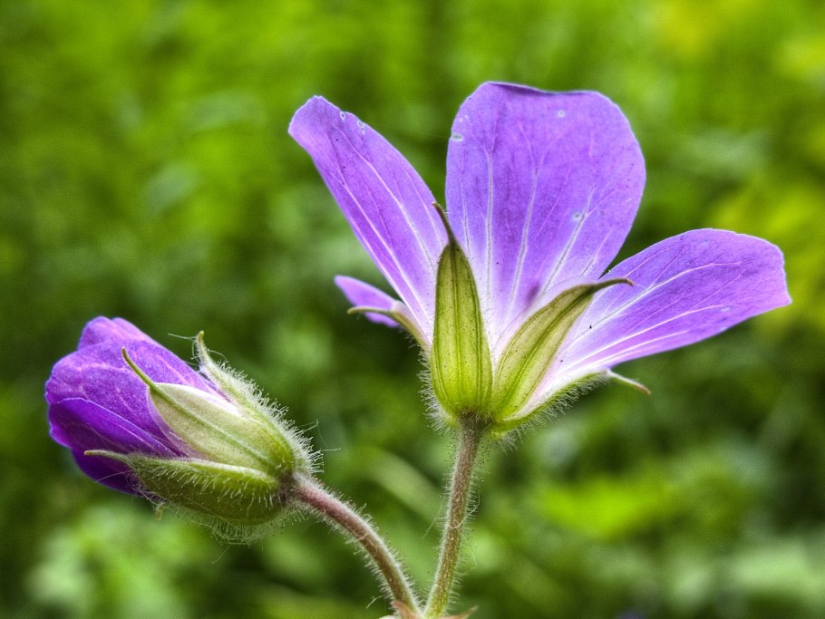Дикоросы полевые