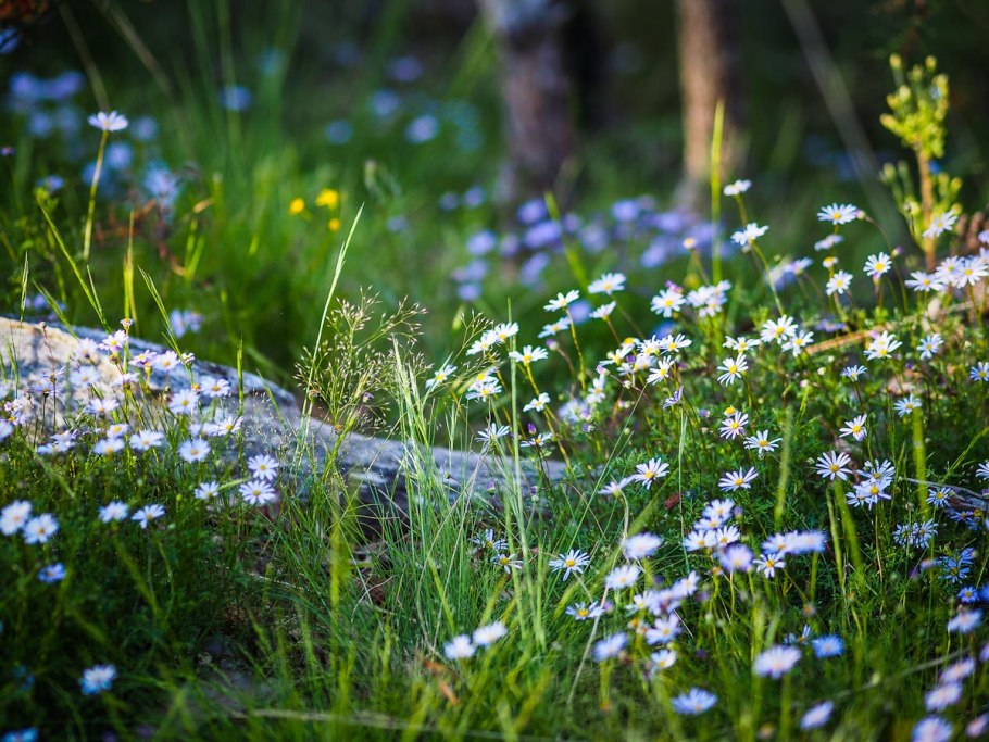 Лесные травы