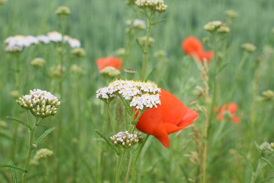 Полевые растения
