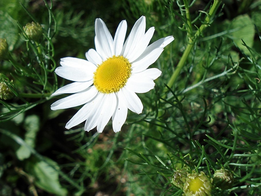 Дикорастущие растения России