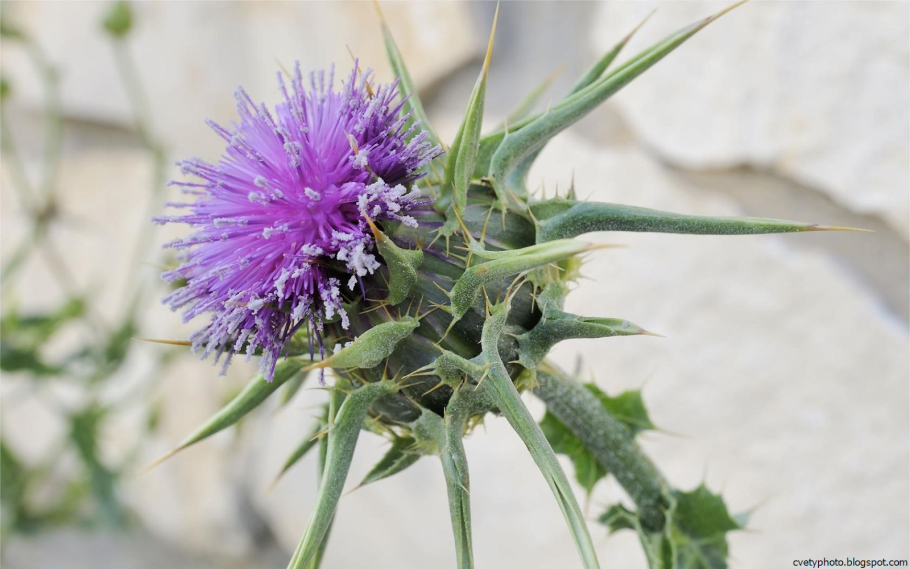 Полезные Дикие растения