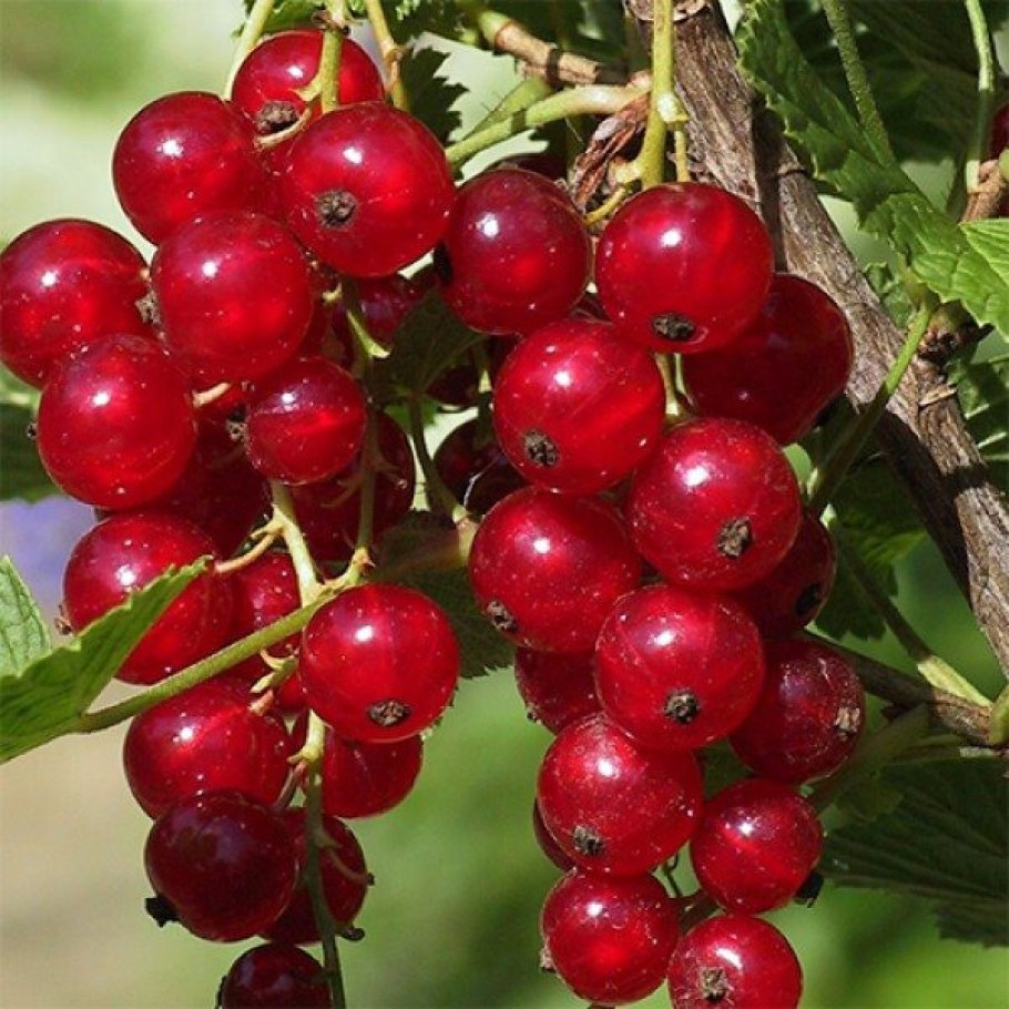 Сорт красной смородины мармеладница