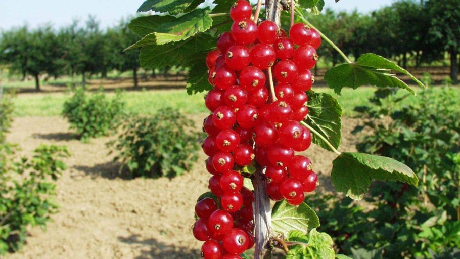 Смородина красная ribes rubrum мармеладница