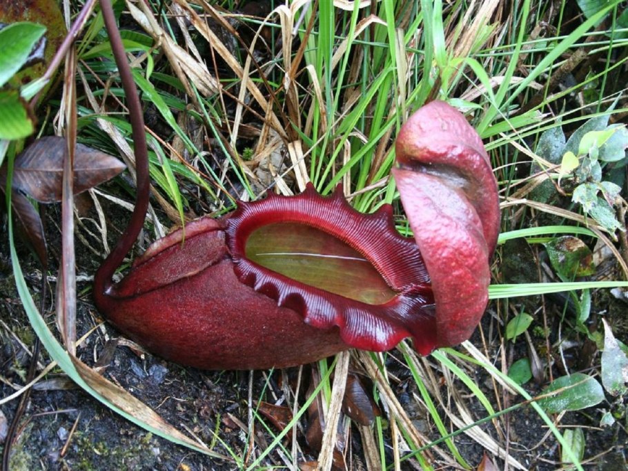 Непентес Раджа Хищные растения