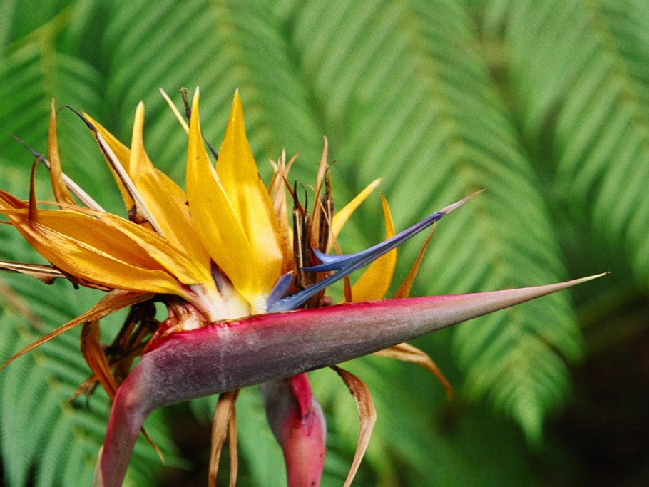 Ядовитые цветы