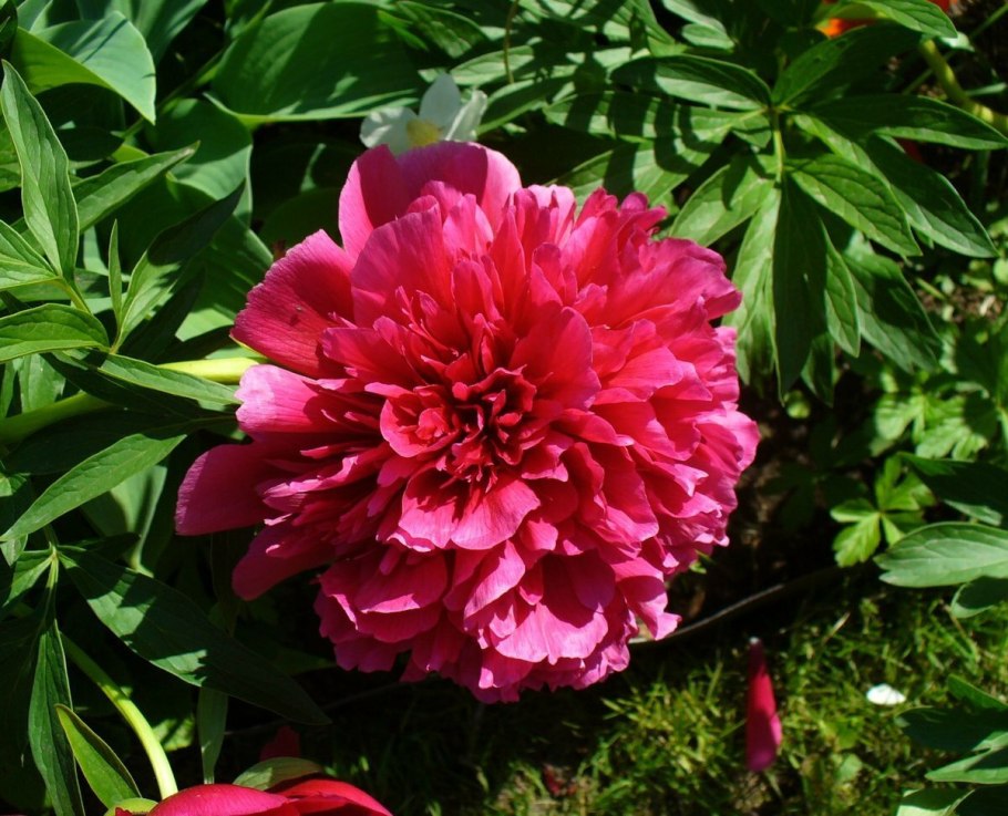 Пион японский неон