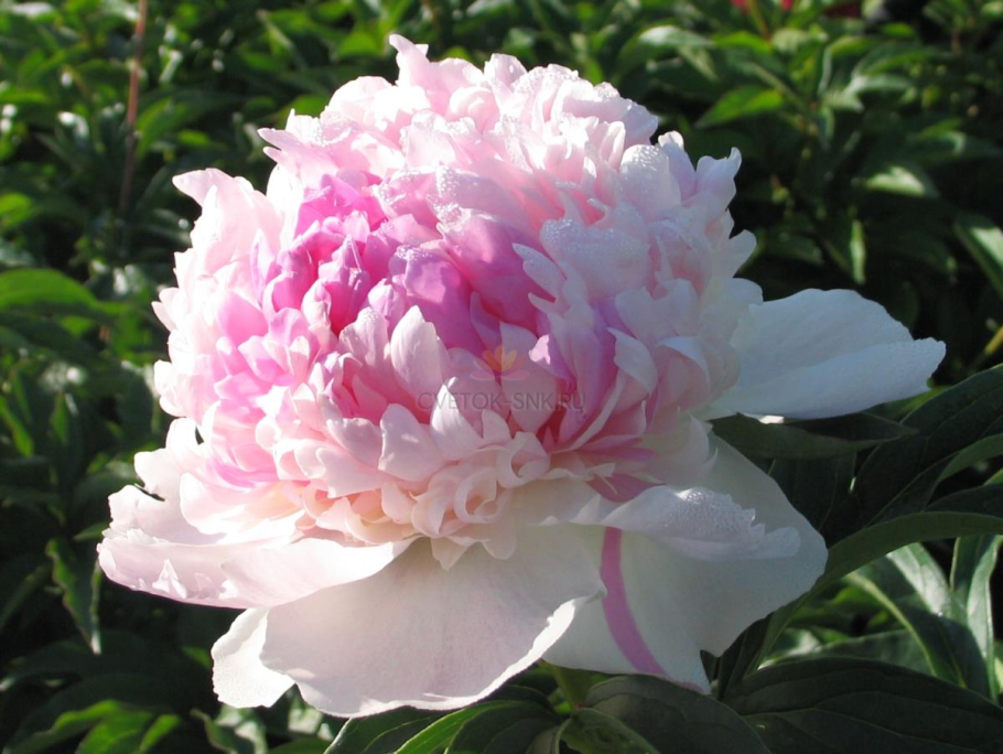 Пион Дальневосточный