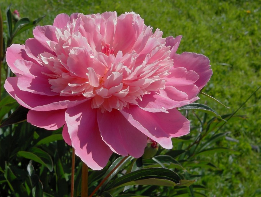 Селекция Klehm