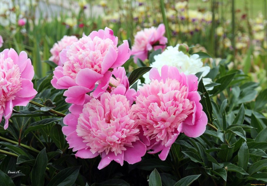 Пион молочноцветковый Примавера