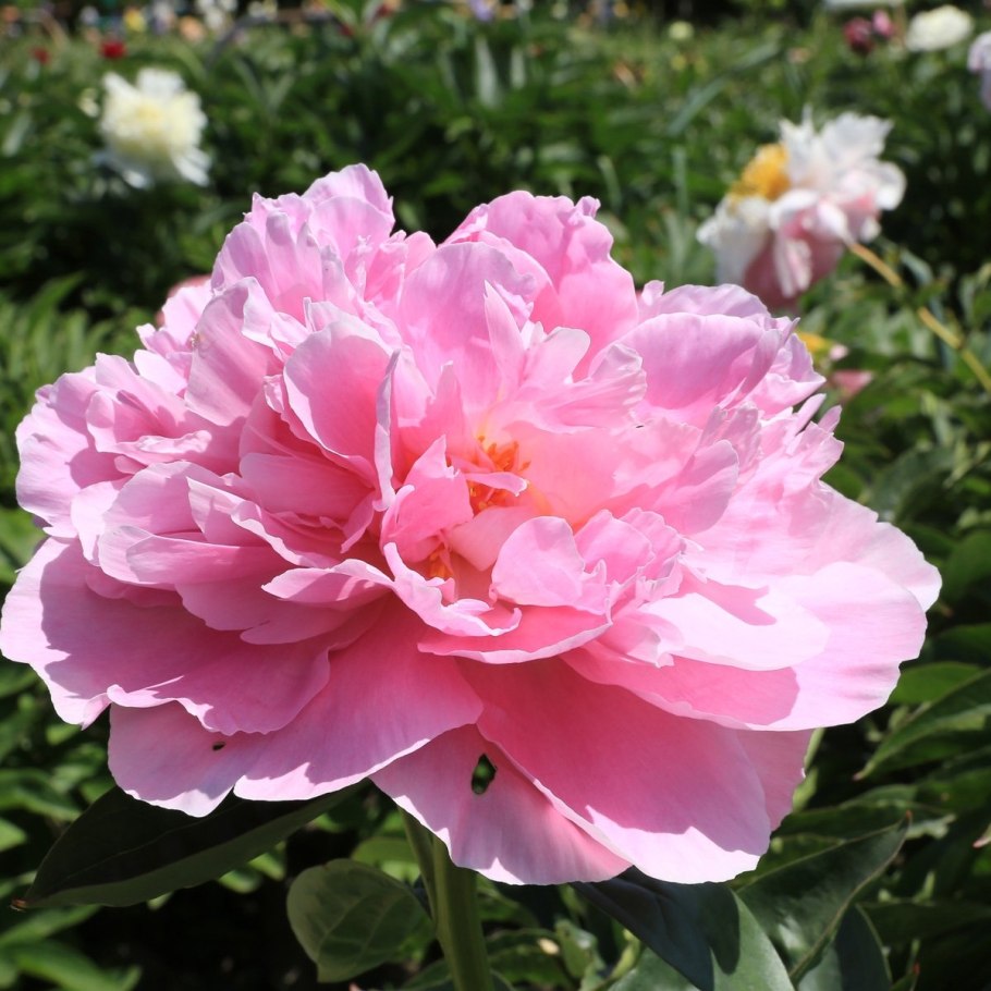 Пион a e Kundred