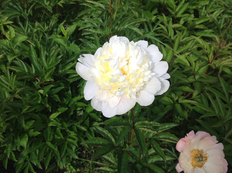 Пион Ито Scrumdidleumptious