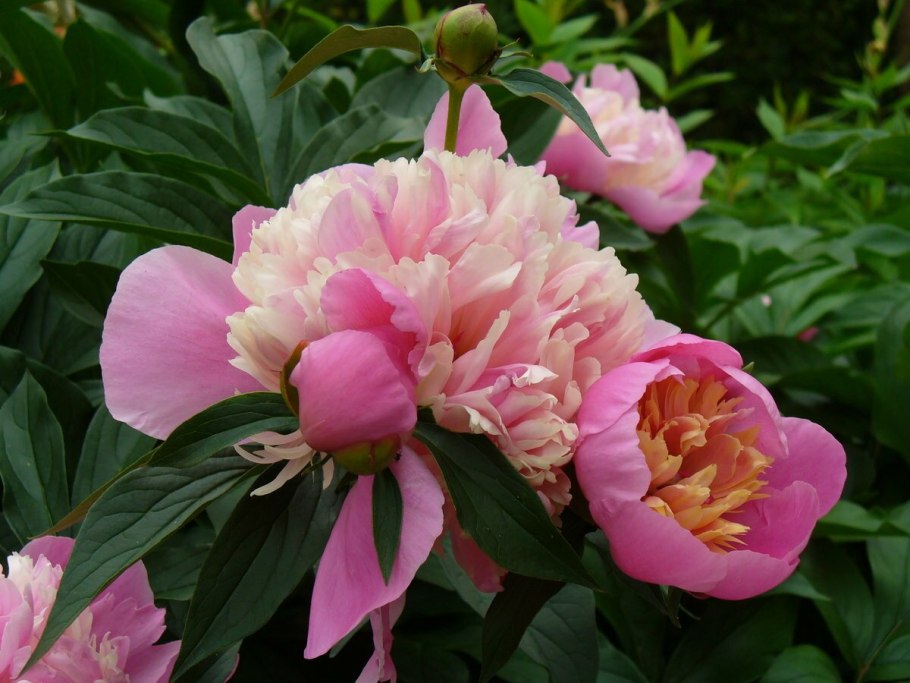 Пионы обсуждения