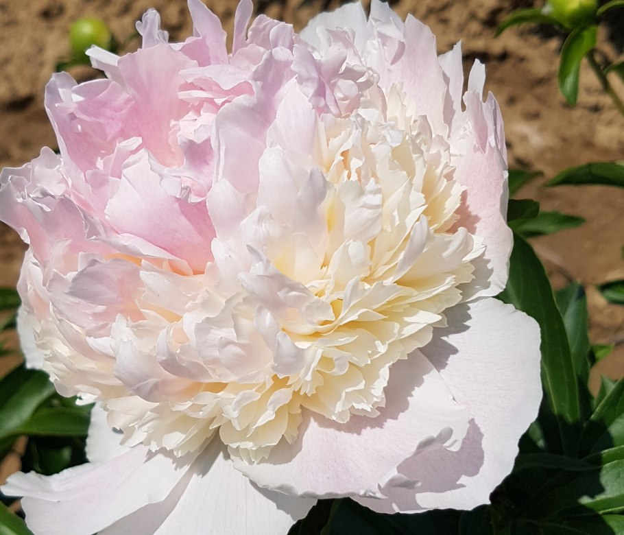 Пион Мистер л Ван Льюэн