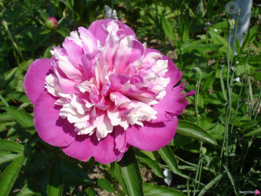 Пион Корал Бич