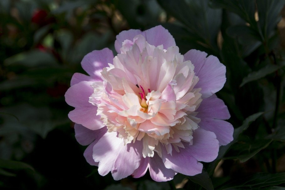 Пион Мистер Фрагот