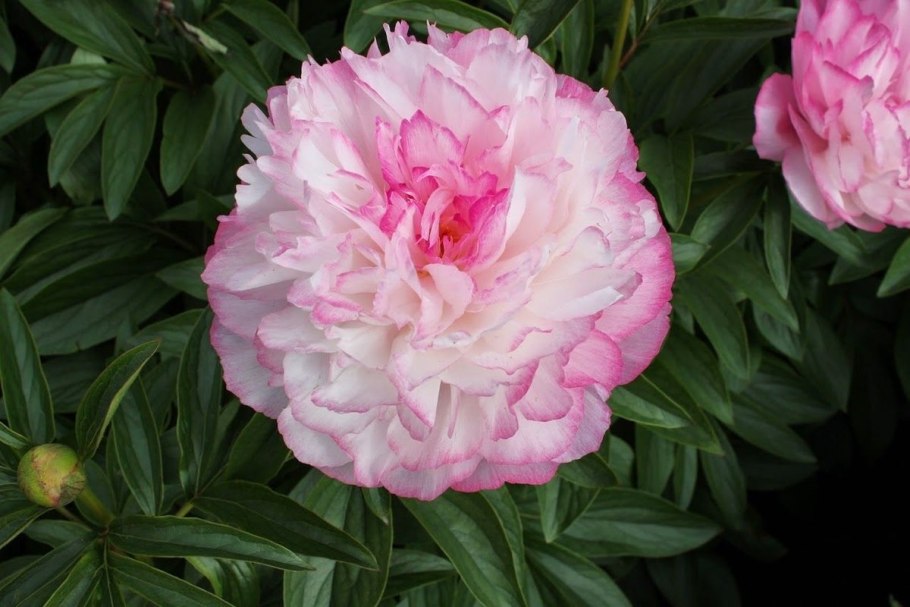 Пион Мистер Эд куст