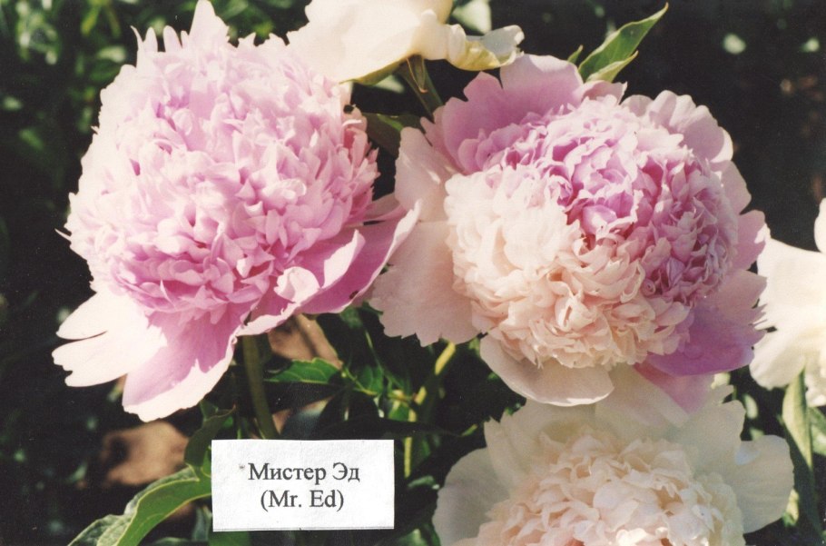 Пион молочноцветковый Мистер Эд