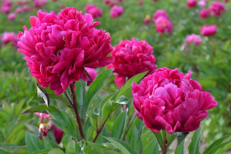 Пион молочноцветковый Примавера