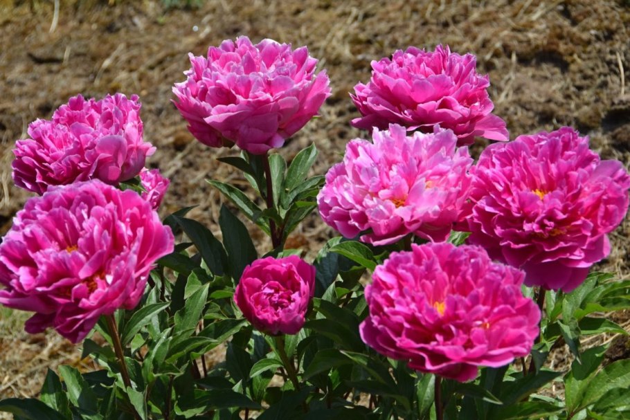 Paeonia (пион) ) first arrival (Itoh)