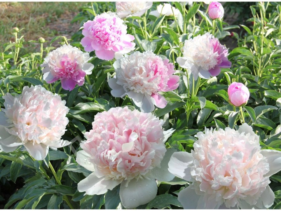 Пион молочноцветковый 'Mister ed'