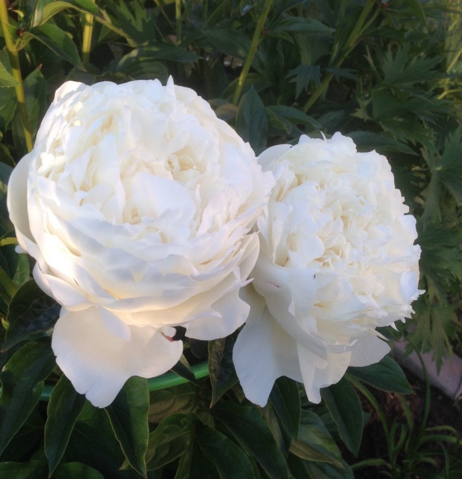 Пион молочноцветковый Мистер Эд