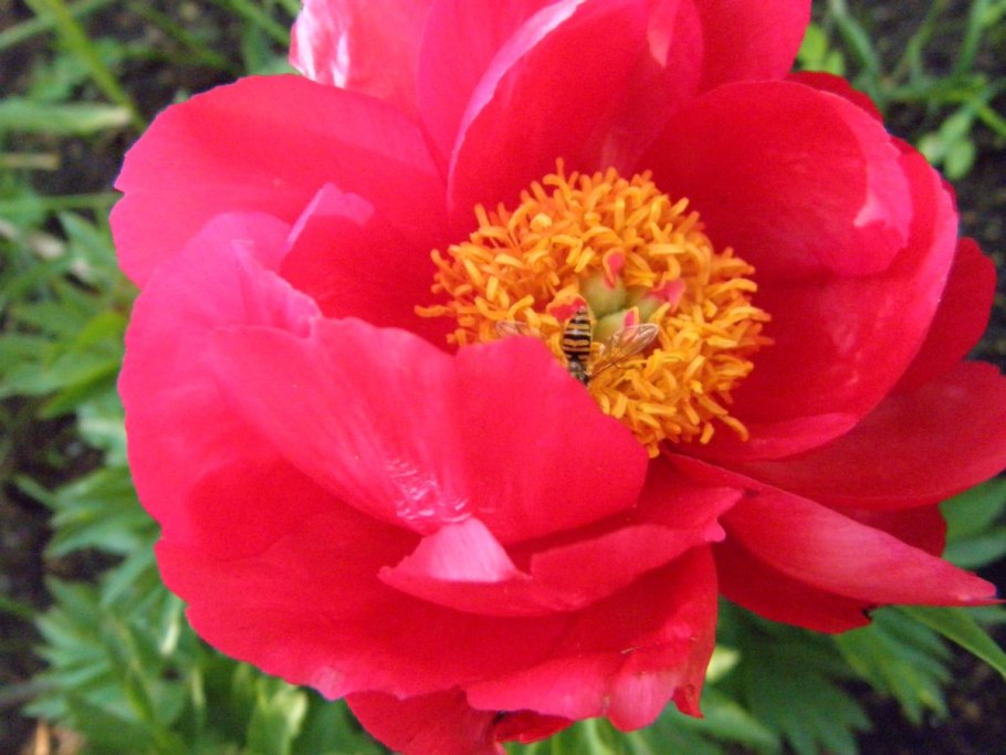 Пион розовый нефрит