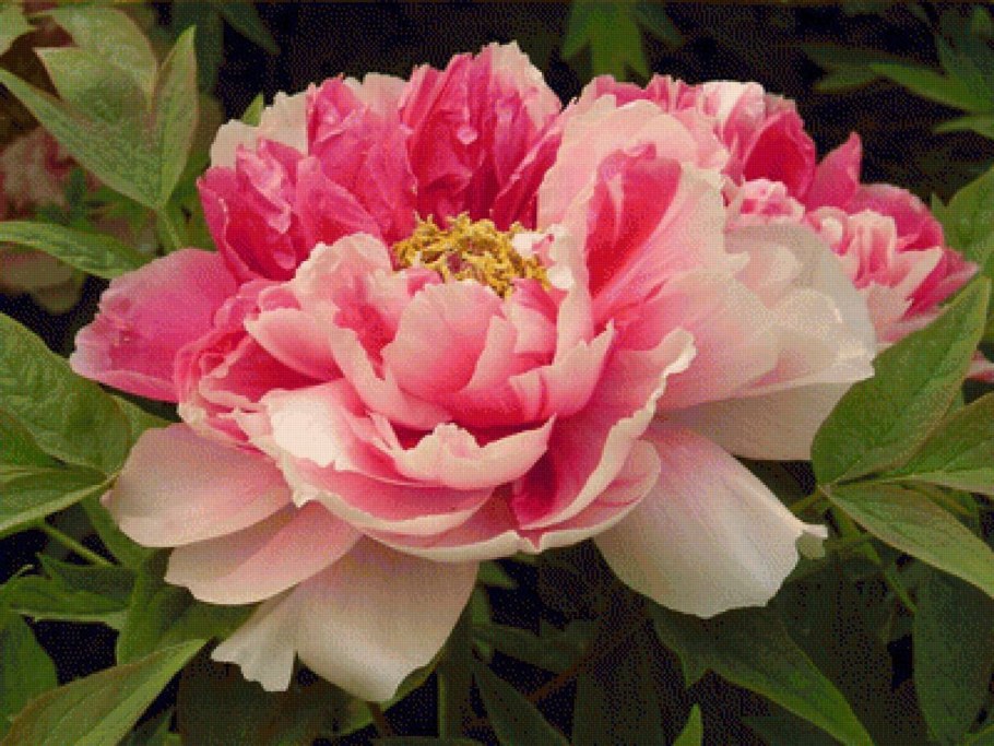 Пион Окинава