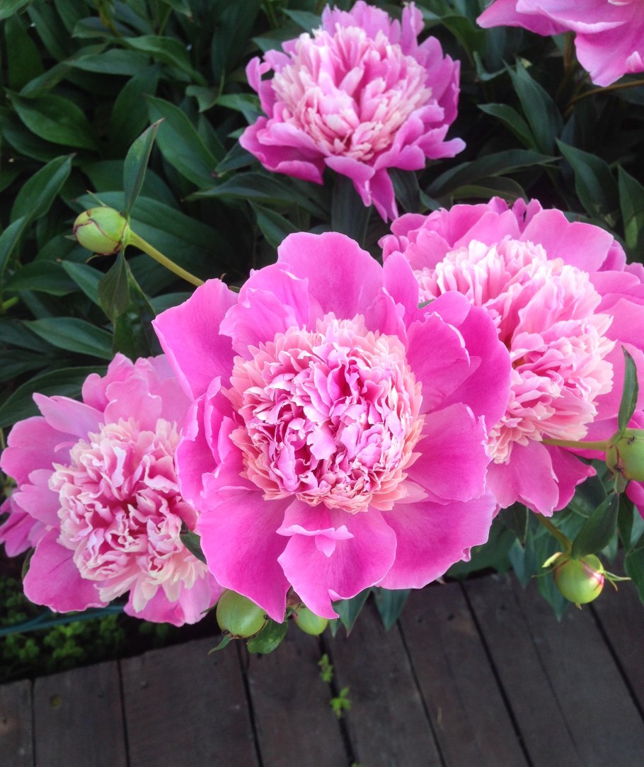 Пион зефирус