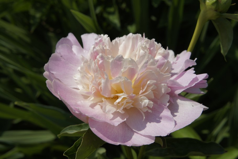 Пион лососевый