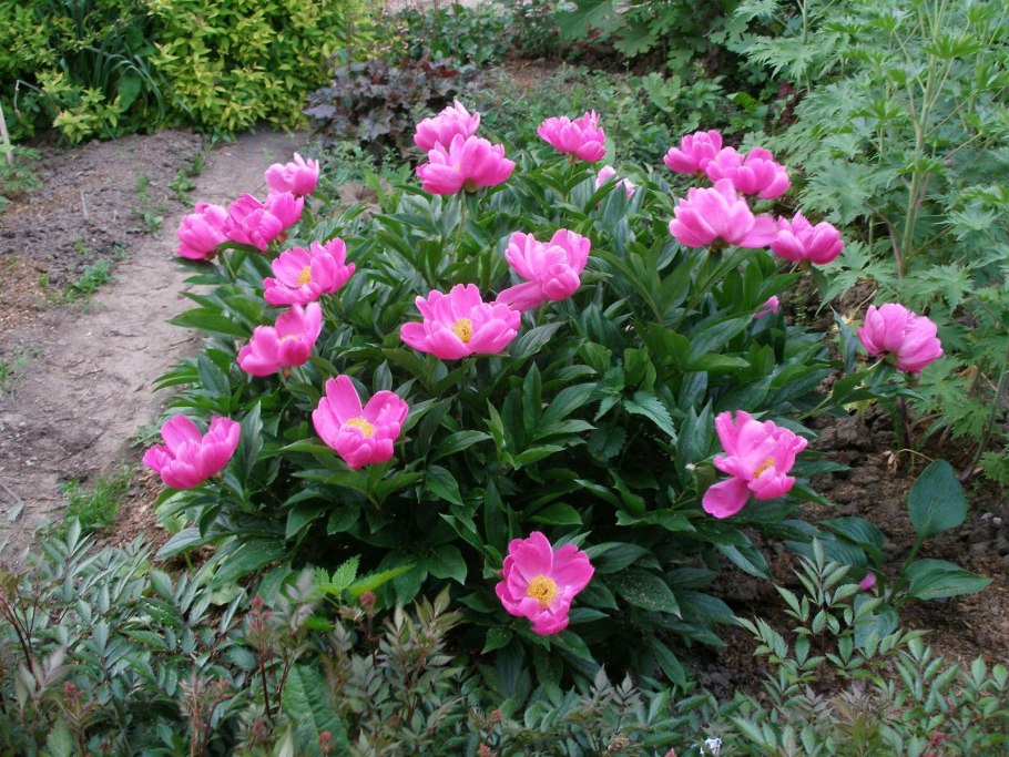 Пион черри Хилл