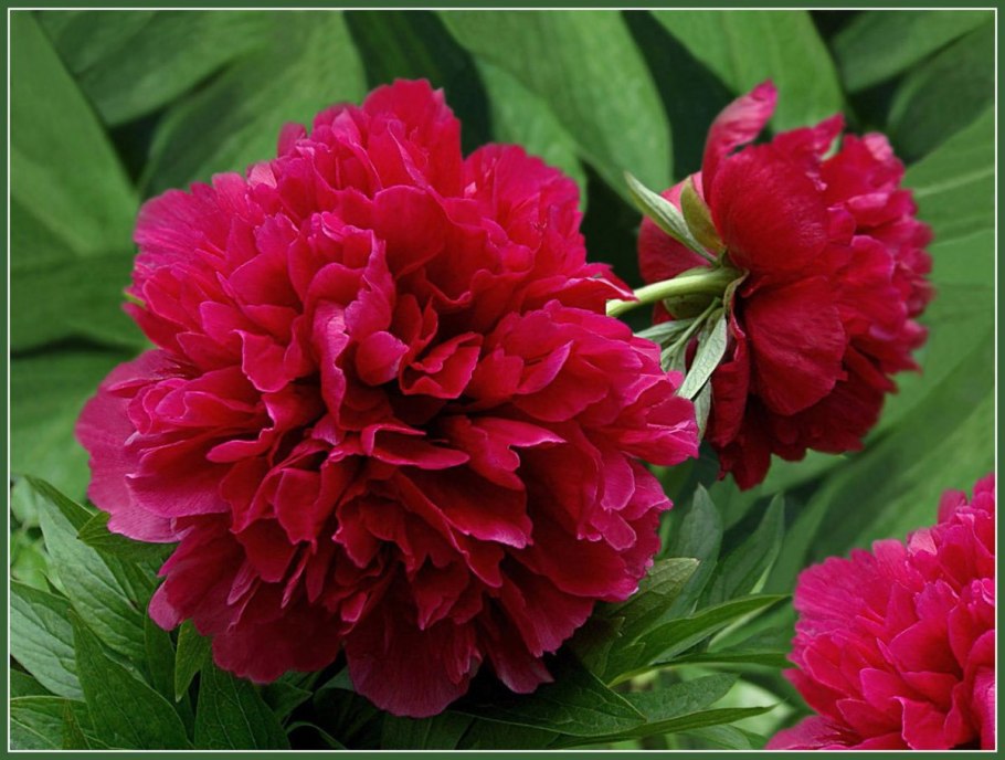 Кингсдейл пион