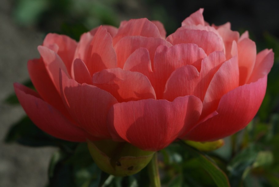 Пион древовидный пурпурный Феникс