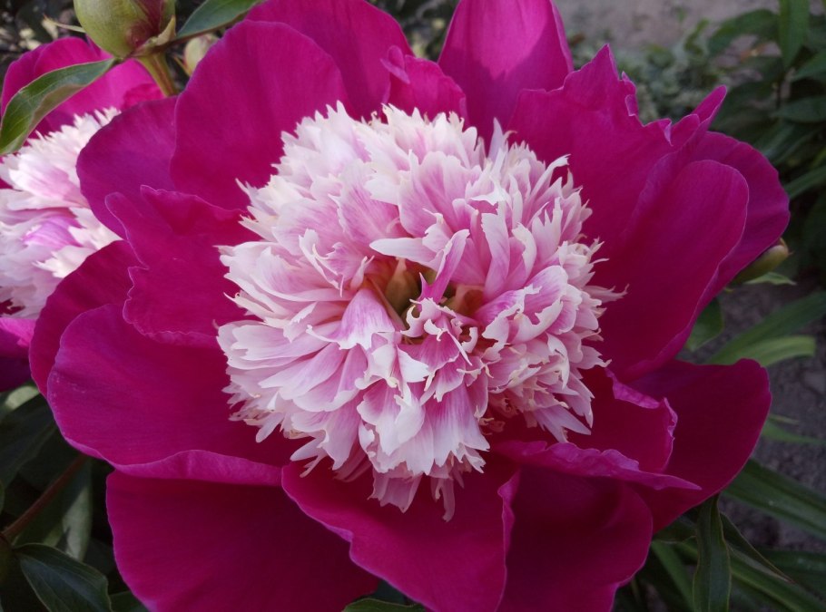 Пион месье Жюль Эли