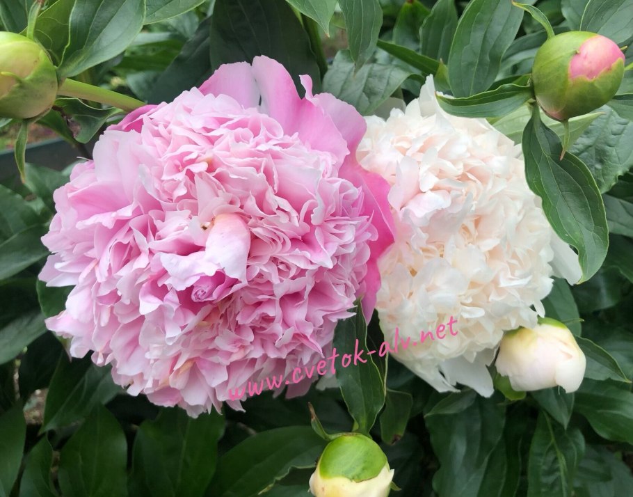 Пион молочноцветковый 'Mister ed'