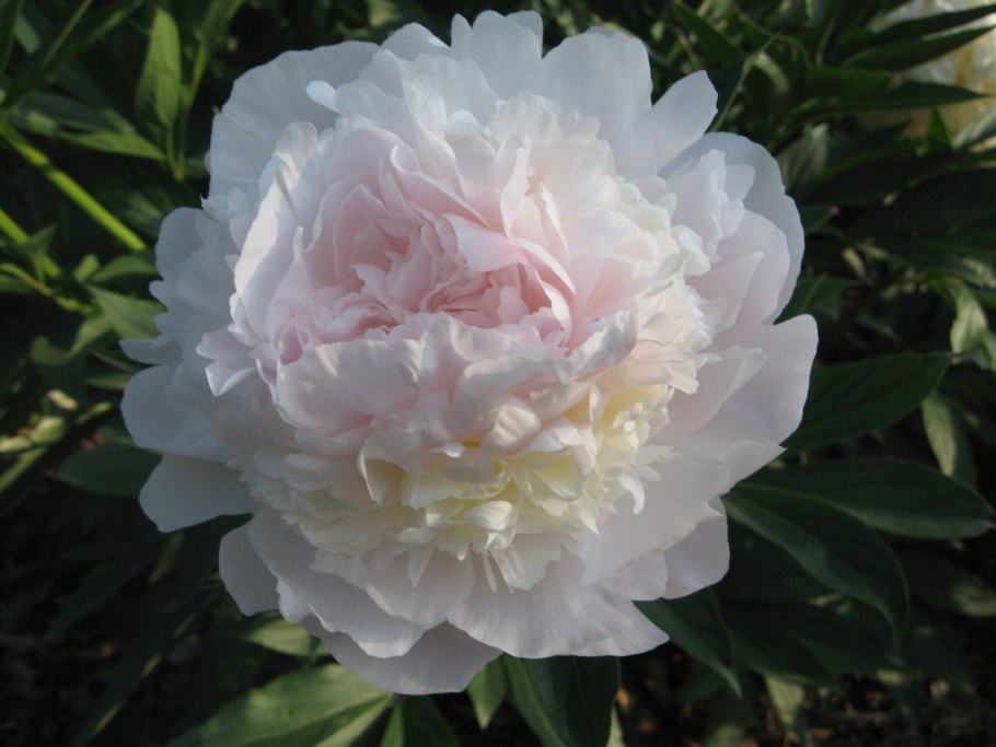 Пион сорта Мистер Эд