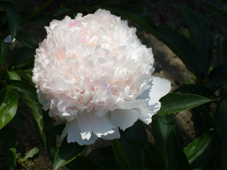 Пион Карл Розенфельд