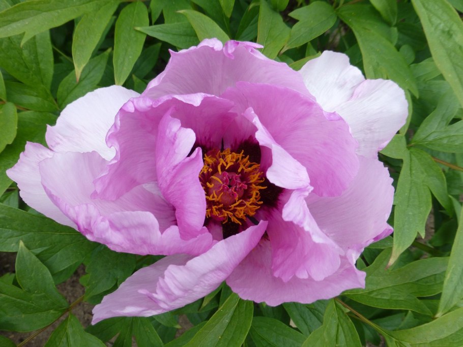 Пион розовидный