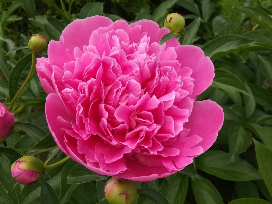 Пион Сплендид Корнелия